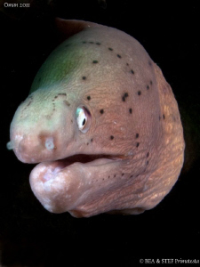 Moray eel portrait V (Siderea grisea) by Bea & Stef Primatesta 